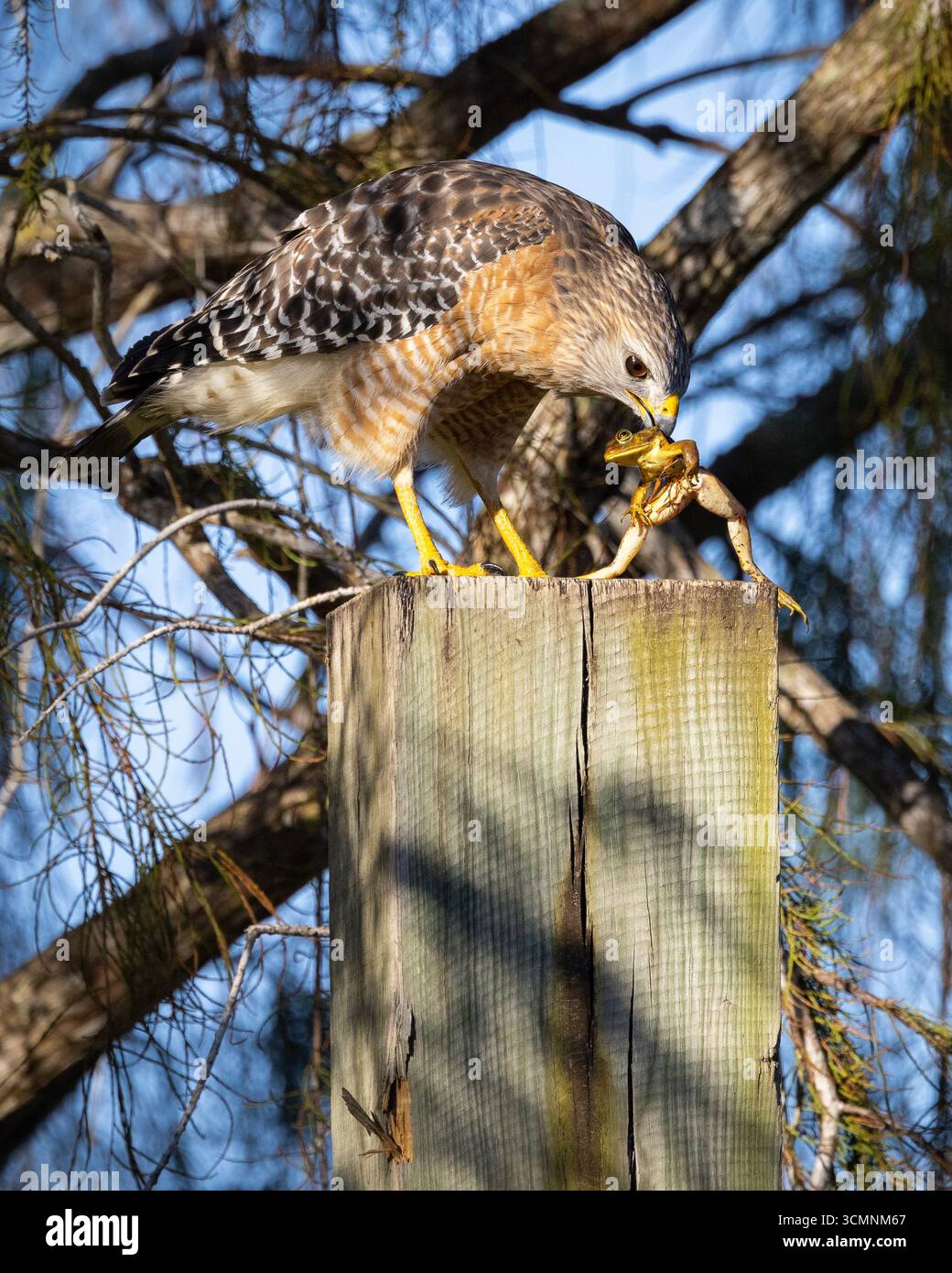 Roter Hawk isst einen Frosch an einem Lampenpfosten Stockfoto