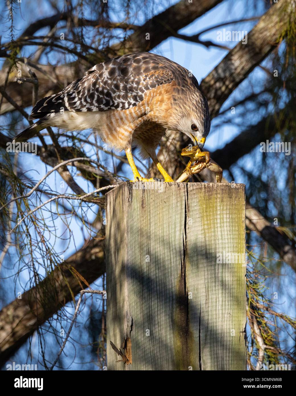 Roter Hawk isst einen Frosch an einem Lampenpfosten Stockfoto