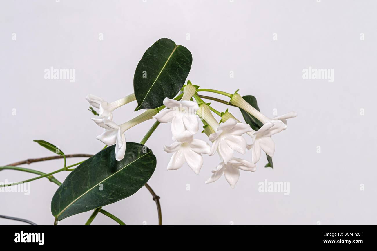 Groaufnahme der blhenden weien Stephanotis-Blten mit glnzend grnen  Blttern im Innenbereich, Madagaskar Jasmin-Zimmerpflanze, minimale florale  Zusammensetzung, frisches Fragment Stockfotografie - Alamy