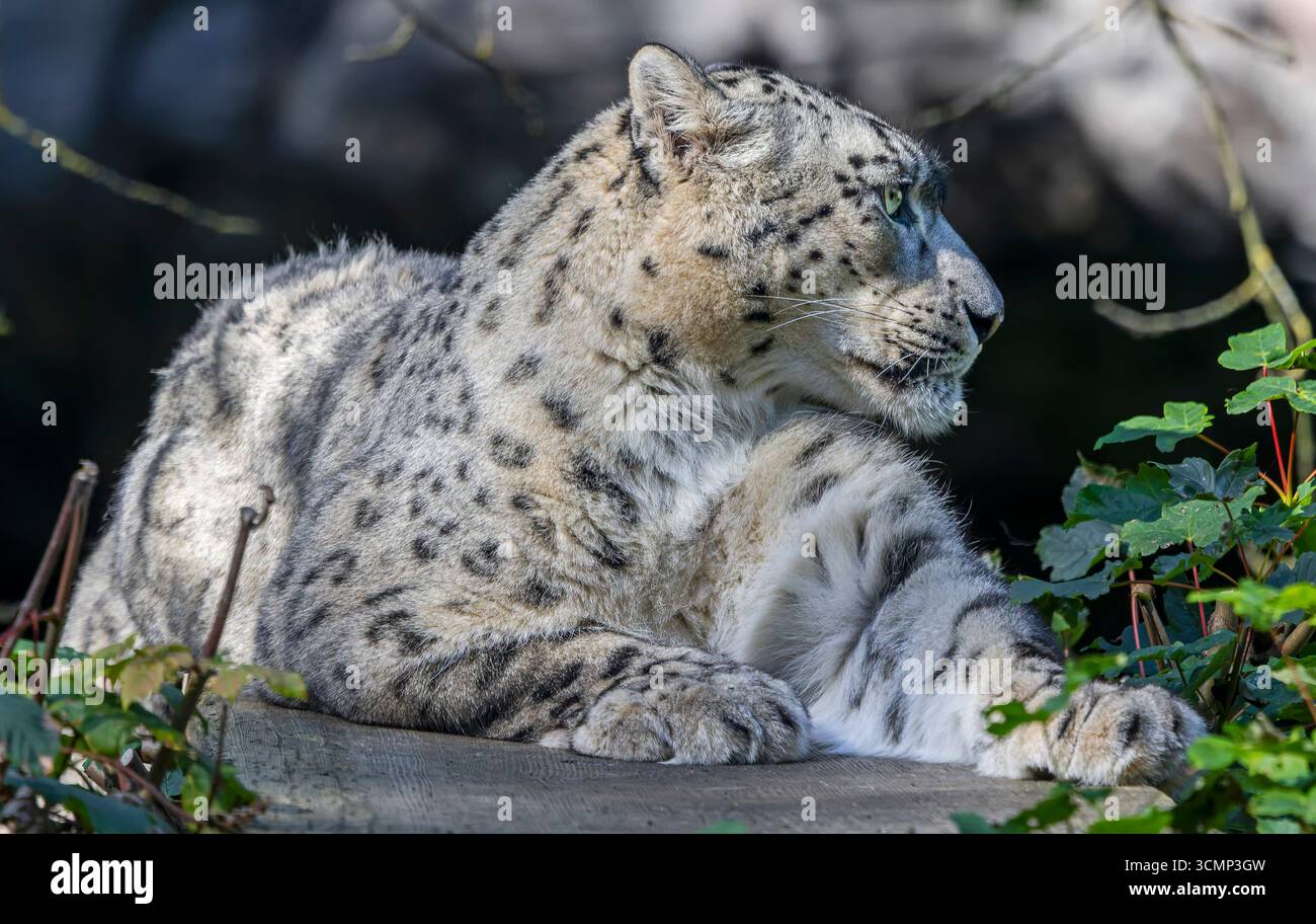 Nahaufnahme eines Schneeleoparden (Unica unica) Stockfoto