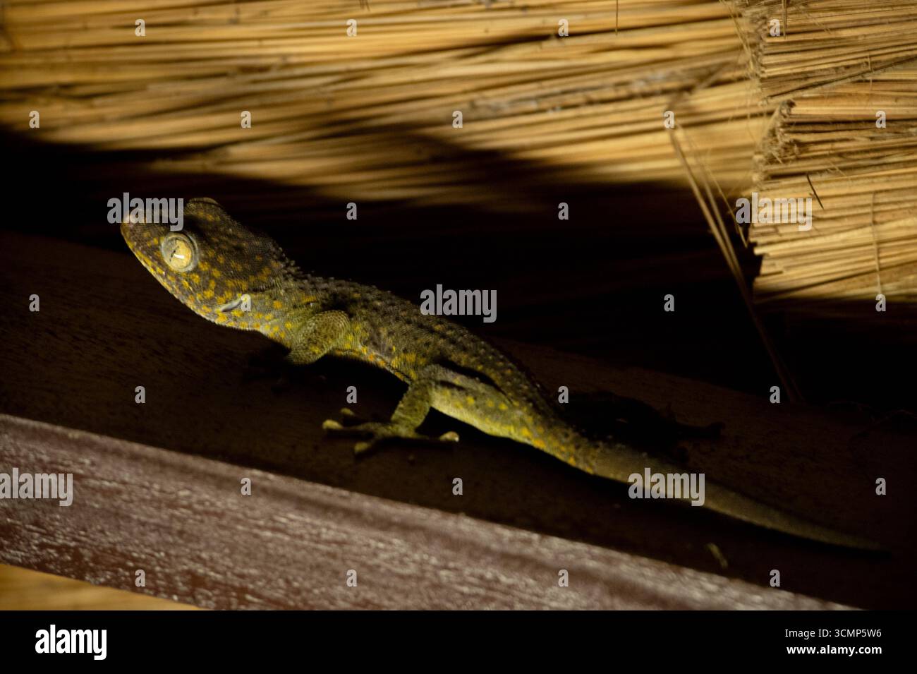 gecko blickt vorsichtig aus hölzernen Schatten, seine lebendigen Augen breit und aufmerksam, und fügt sich perfekt in seine natürliche Umgebung ein. Stockfoto