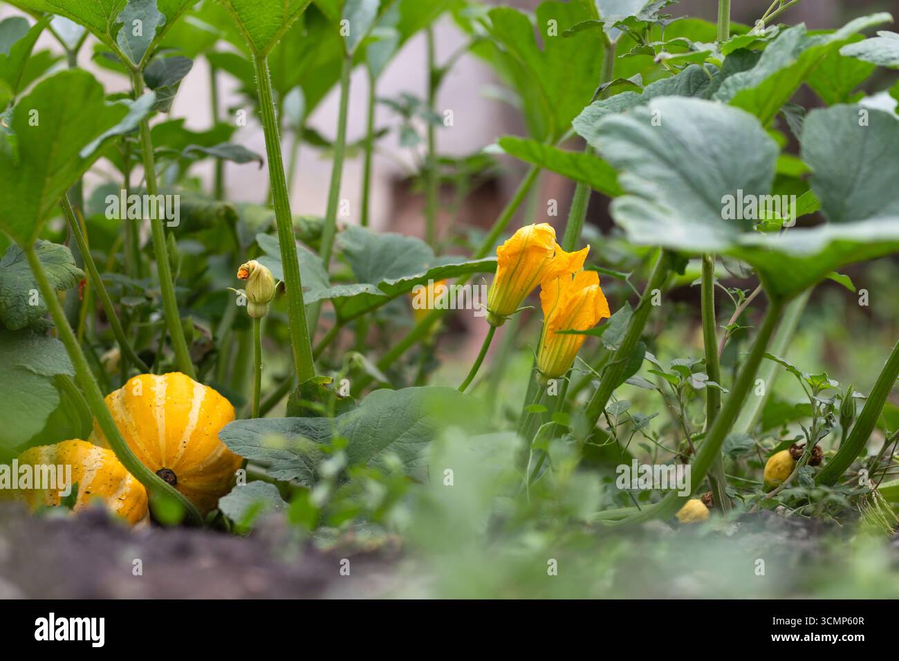 Orangenkürbis wächst auf dem Bett im Garten, erntet Bio-Gemüse. Blick auf den Herbst im Landhausstil. Stockfoto