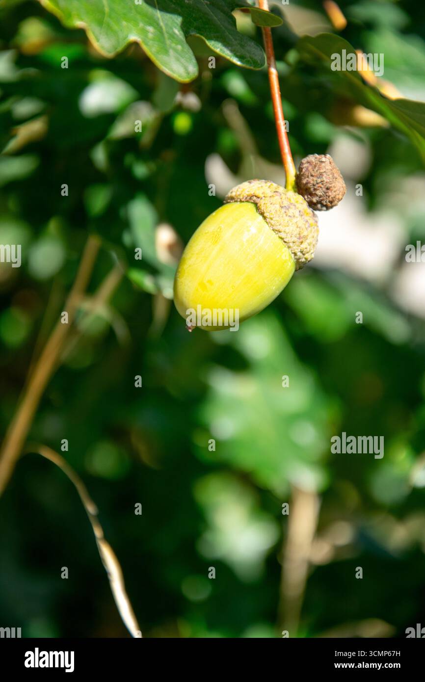 Das schöne und empfindliche Potenzial eines kleinen Samens für einen großen Baum die Macht des Potenzials Stockfoto