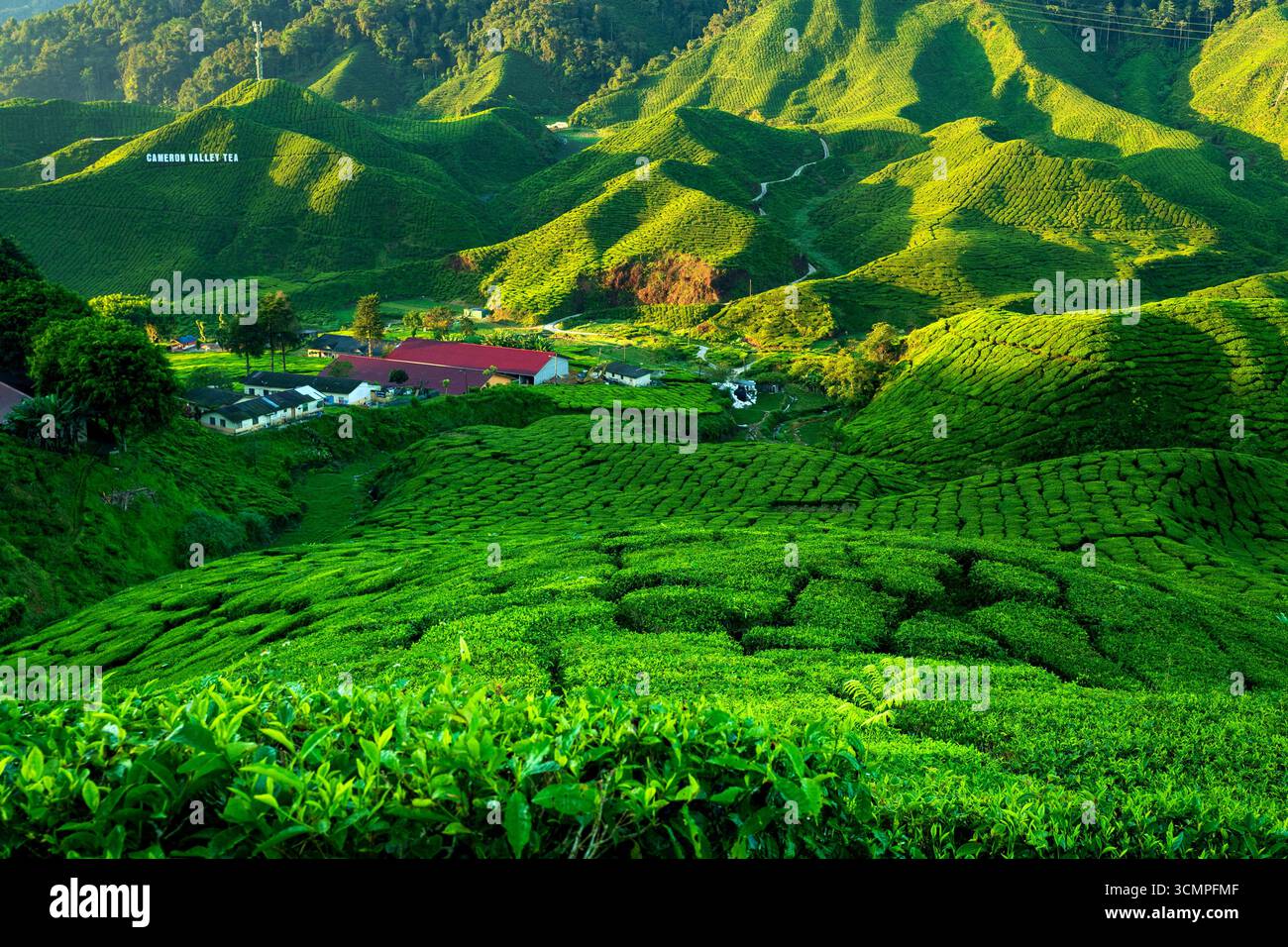 Ceylon-Teeplantage in den Mountains Stockfoto