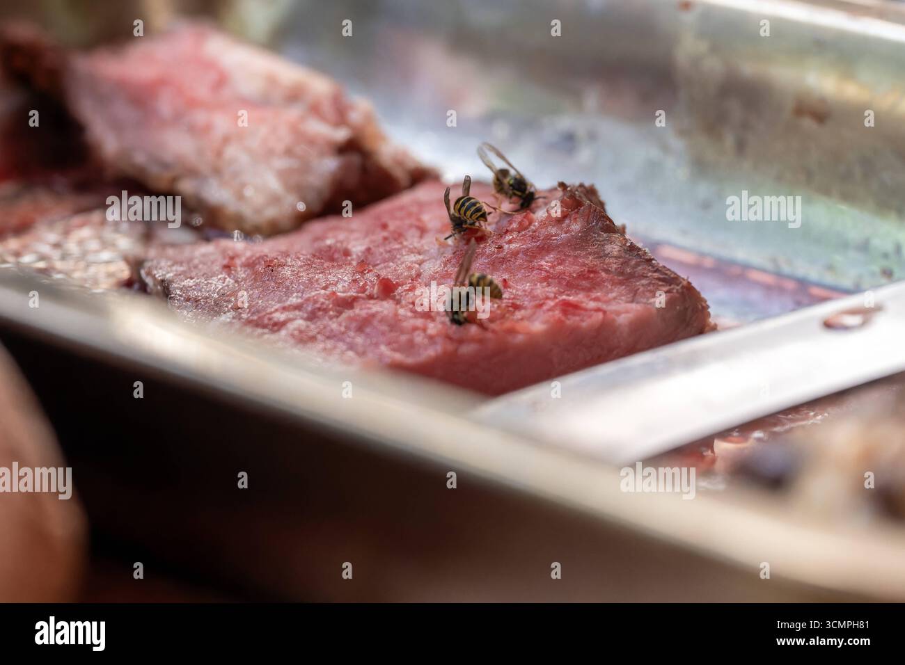 Grillsaison und Wespen. Im Bild drei Wespen, die sich intensiv um ein Stück Fleisch kümmern, um auch etwas abbekommen. Das Fleisch ist für den Grill vorbereitet. Bonn Nordrhein-Westfalen Deutschland *** Grillsaison und Wespen im Bild, drei Wespen, die sich intensiv um ein Stück Fleisch kümmern, um einen Geschmack davon zu bekommen das Fleisch wird für den Grill vorbereitet Bonn Nordrhein-Westfalen Deutschland Stockfoto