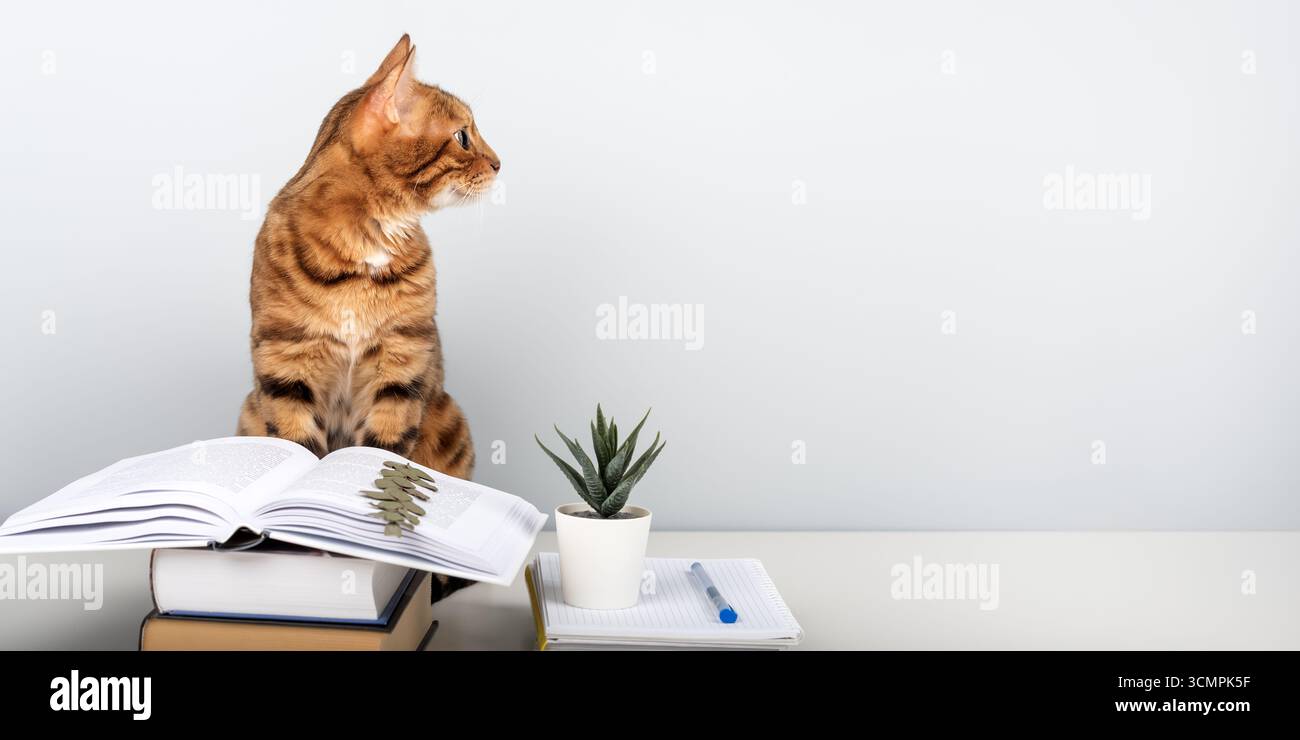 Eine bengalische Katze sitzt auf einem Tisch mit einem offenen Buch auf einem Stapel anderer Bücher. Dieses schlaue Haustier mit Büchern steht an einer blauen Wand mit Platz für Te Stockfoto
