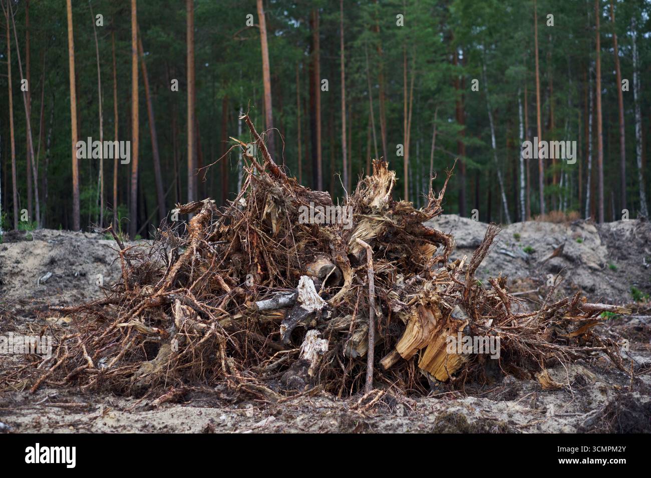 Die Landschaft wird von der Vegetation befreit, damit sie für den Braunkohlebergbau, Tagebau Nochten, Deutschland 2025, abgebaut werden kann. Stockfoto