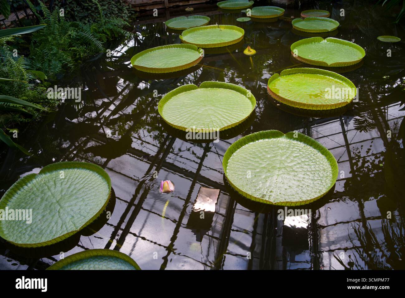 Victoria oder Riesenwasserlil, eine Gattung von Wasserkräutern aus der Pflanzenfamilie Nymphaeaceae, Gewächshaus im Botanischen Garten Münster, Nordrhein-Westpha Stockfoto
