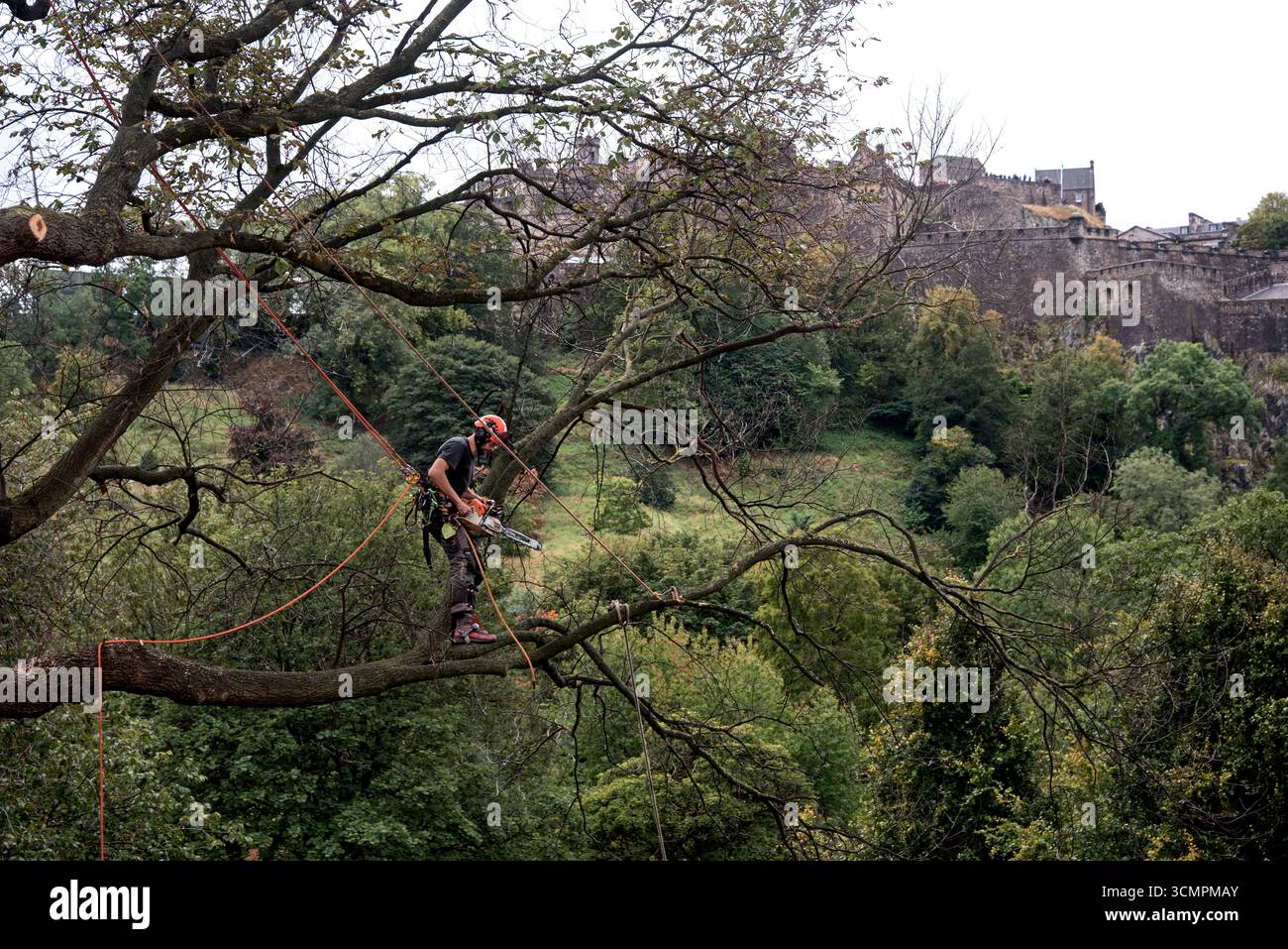 Baumchirurg mit Kettensäge bei der Arbeit an einem Baum in Princes Street Gardens mit Edinburgh Castle im Hintergrund. Stockfoto