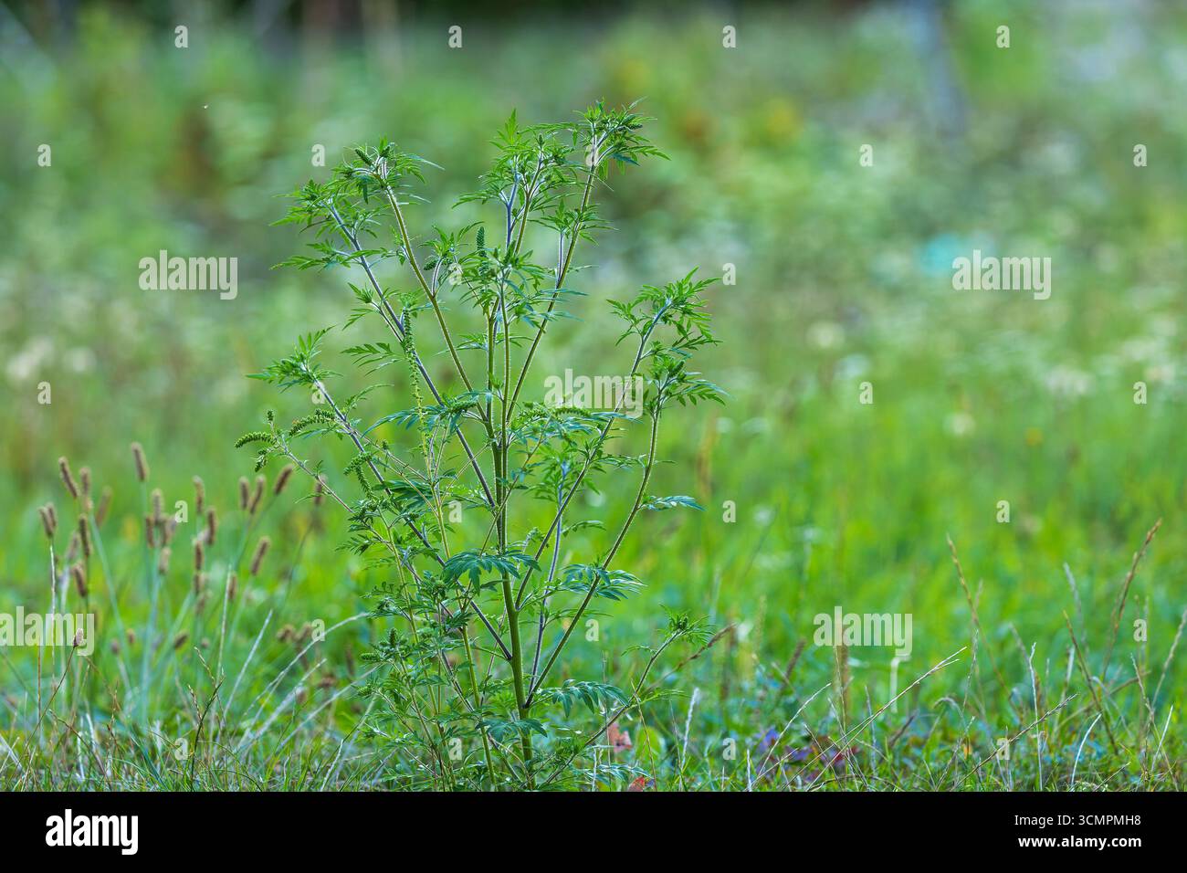 Ambrosia artemisiifolia (Ambrosia artemisiifolia) Pflanze auf der Wiese Stockfoto