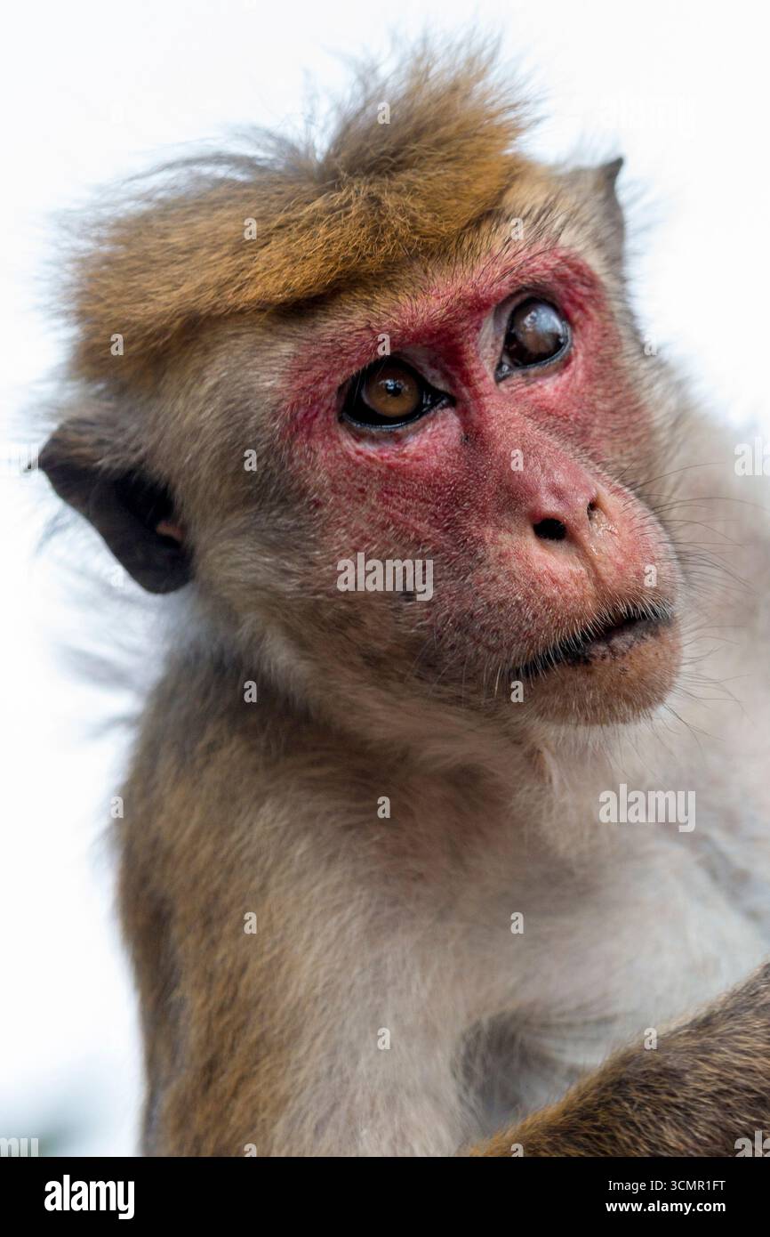 Sri Lanka - Sigiriya - Toque Macaque (Macaca sinica) - Seitenprofil eines wachsamen Affen Stockfoto Sri Lanka - Sigiriya - Toque Macaque (Macaca sinica) - Seitenprofil eines wachsamen Affen Stockfoto