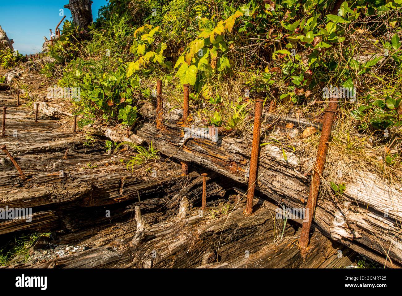 Mysteriöses Schiffswrack der 1800er Jahre auf Big Beach, Ucluelet, Vancouver Island, British Columbia, Kanada Stockfoto