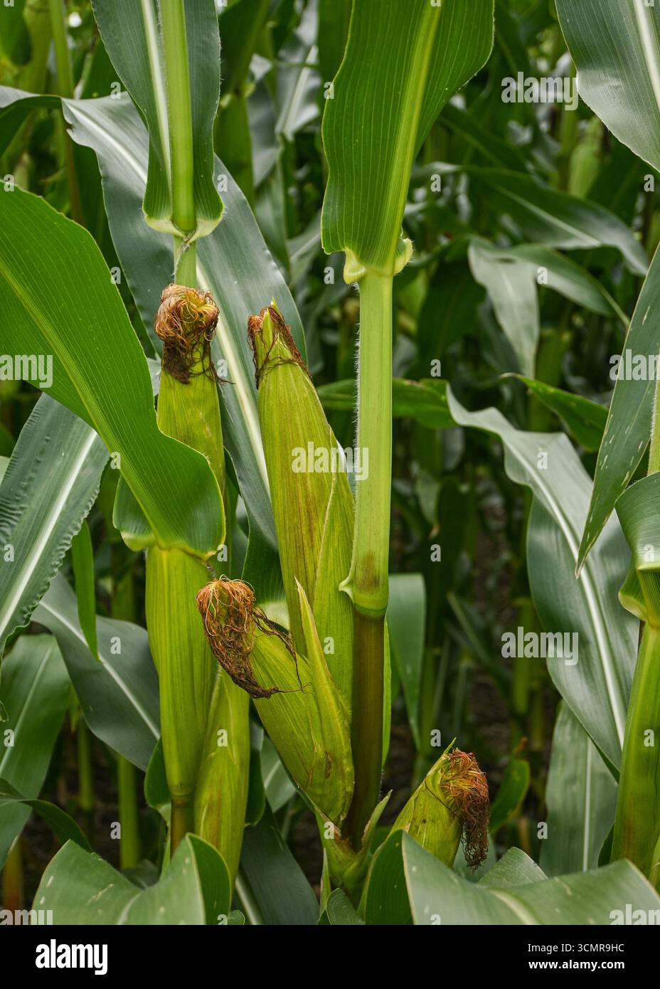 Frischer Mais, der auf Stielen auf einem Feld wächst, zeigt die leuchtend grünen Blätter und die sich entwickelnden Maisohren. Stockfoto