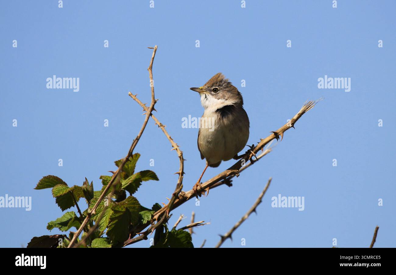 Whitethroat, Curruca communis, im Frühling auf einer Hecke. Norfolk, England. Stockfoto