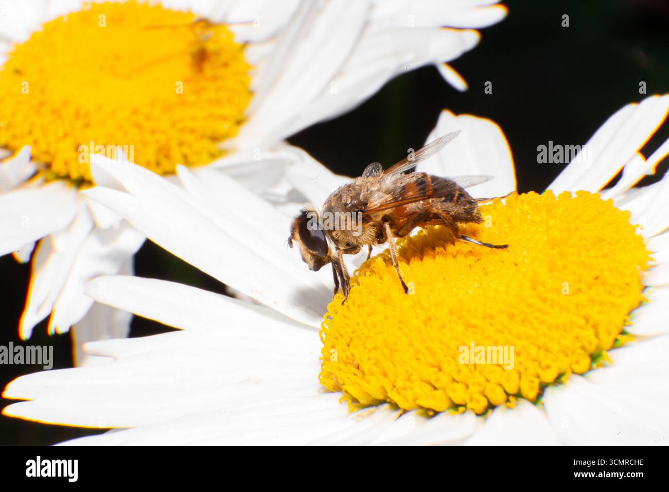Nahaufnahme einer Biene, die auf einer Kamillenblüte sitzt. Stockfoto