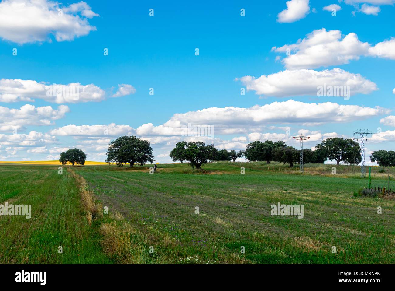 Getreidefelder von La dehesa de salamanca in spanien Stockfoto