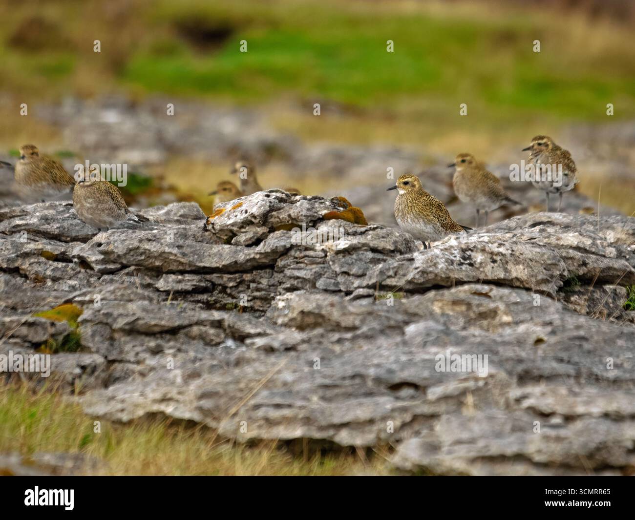 Die Herde der Goldenen Plovers (pluvialis apricaria) im Wintergefieder, getarnt auf Kalkstein auf dem Hochland, fiel in Cumbria, England, Großbritannien Stockfoto