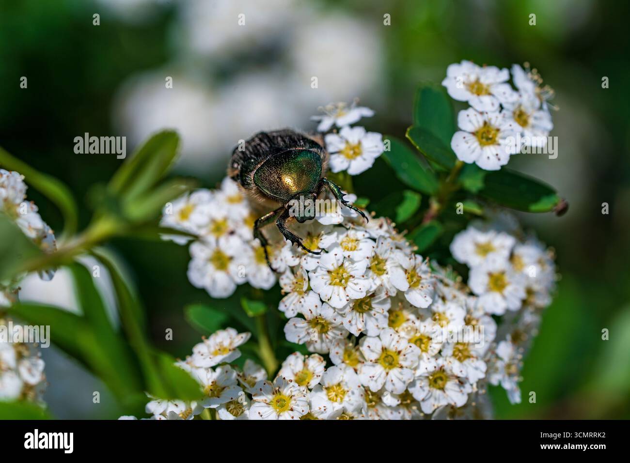 Der goldene Rosenscheuer oder Cetonia aurata ist eine Art von Käfer aus der Unterfamilie Cetoniinae der Familie Scarabaeidae. Rosen-Scheuer-Biene Stockfoto