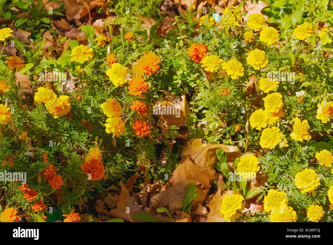 In einem Gartenbeet wächst eine Gruppe von leuchtend orange und gelben Ringelblumen in voller Blüte, im Kontrast zu grünen Blättern und herabfallendem Herbstlaub auf dem gr Stockfoto