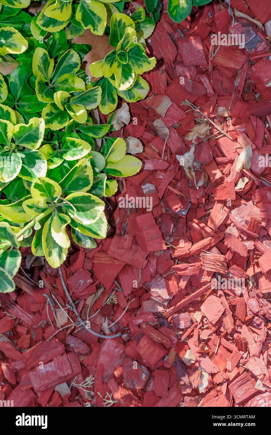 Nahaufnahme von verschiedenen grünen und gelben Laub neben rotem Holzmulch, der als Bodenabdeckung in einem dekorativen Garten verwendet wird, mit starkem Kontrast Stockfoto