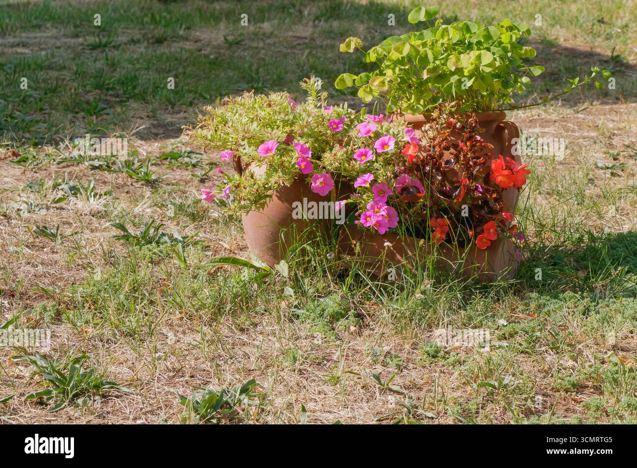 Dekorative Töpfe aus Ton, gefüllt mit blühenden rosa und roten Blumen, sind im Freien auf trockenem Grasboden angeordnet und zeigen rustikalen Garten-Charme und saisonalen Sommer Stockfoto