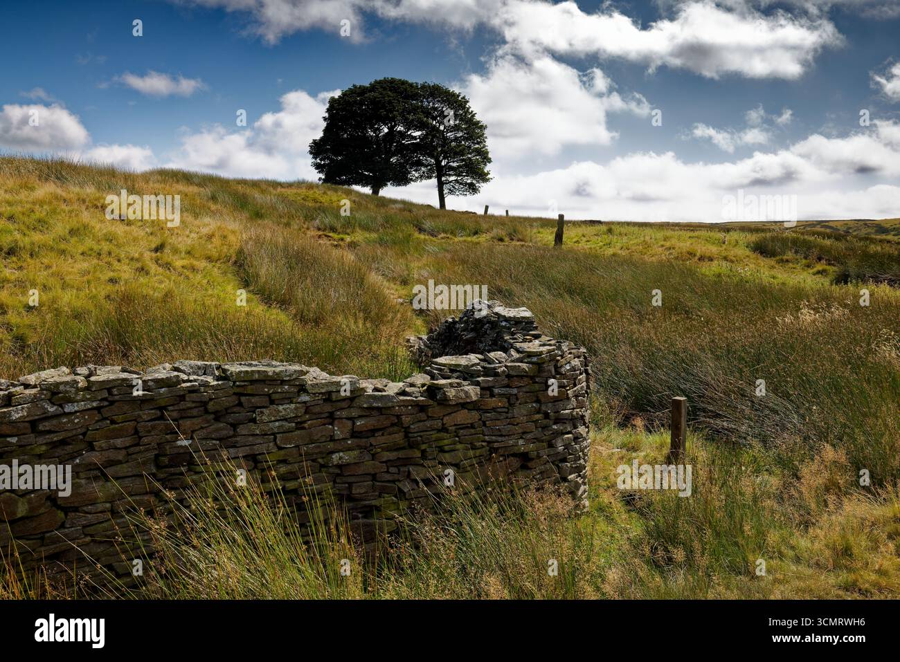 Zwei Bäume auf der Skyline eines Moorlandes von Pennine mit einer Trockenmauer im Vordergrund, Burnley, Lancashire. Stockfoto
