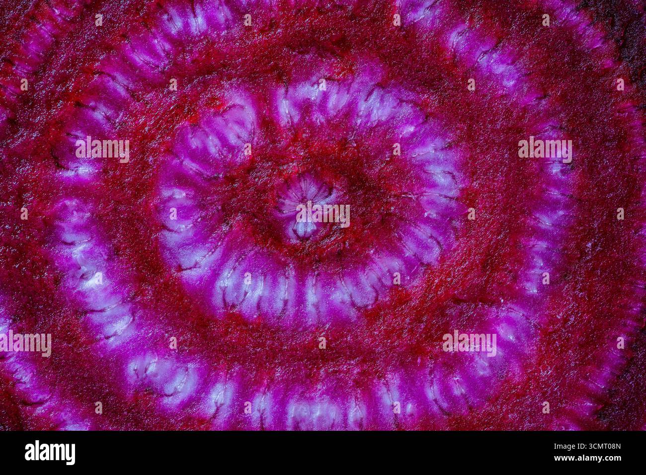 Nahaufnahme der Rote-Bete-Schicht. Hintergrund der Rote Beete-Schicht. Draufsicht Stockfoto