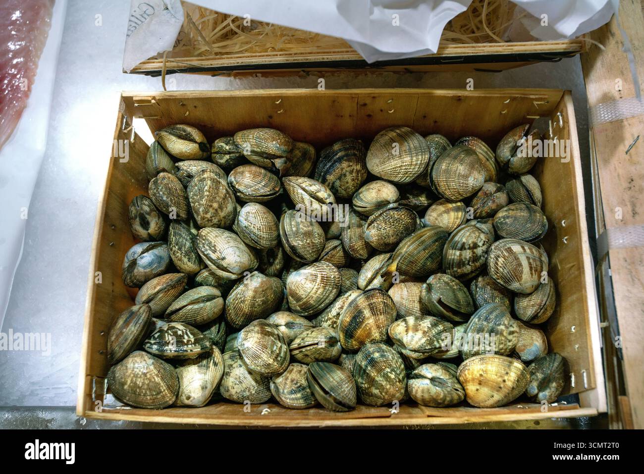 VONGOLE MUSCHELN auf dem Markt der französischen Riviera - gesunde Ernährung von Meeresfrüchten Stockfoto