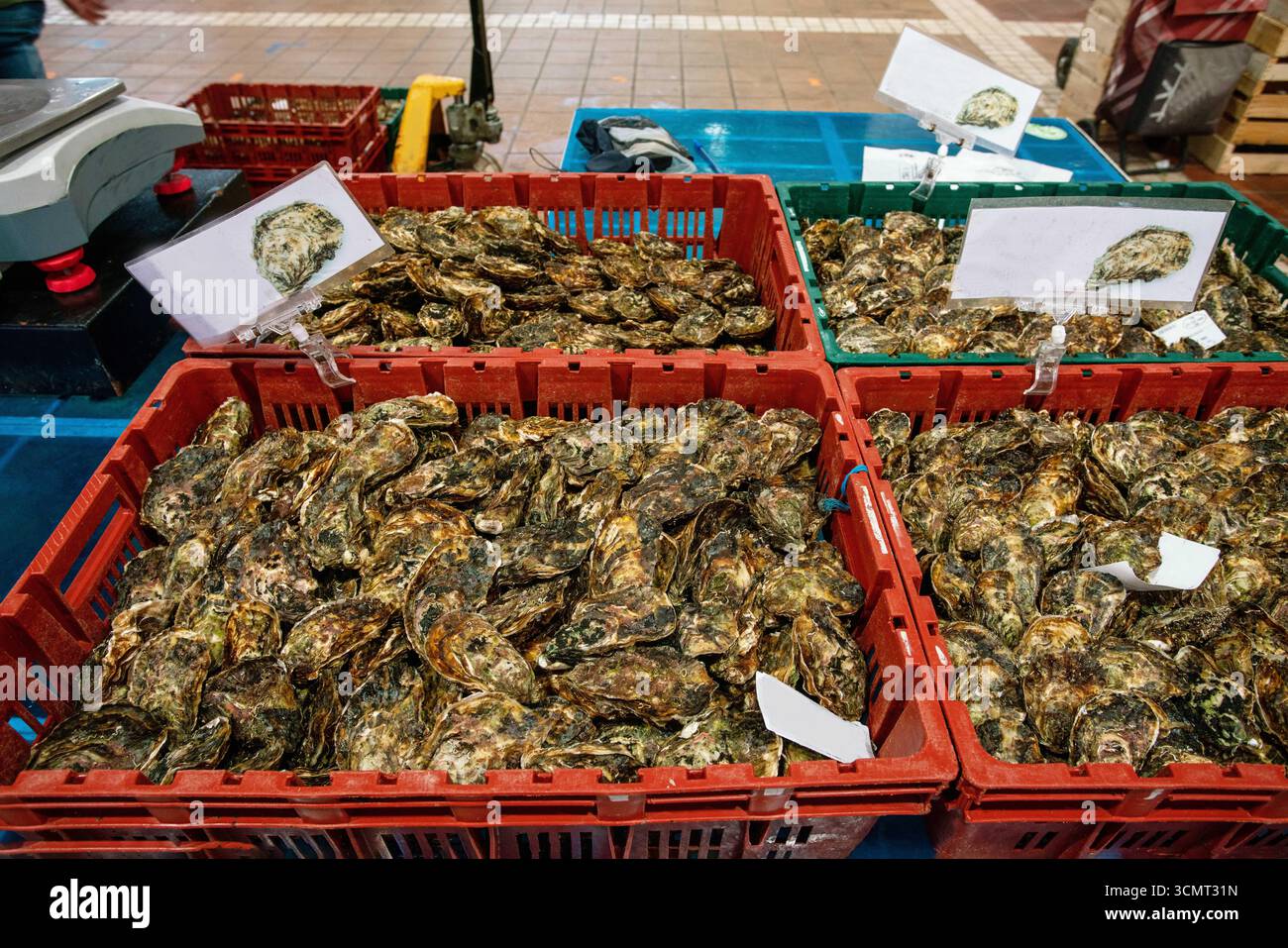 Oysters Ostreidae in Boxen auf dem Markt an der französischen Riviera - gesunde Ernährung von Meeresfrüchten Stockfoto