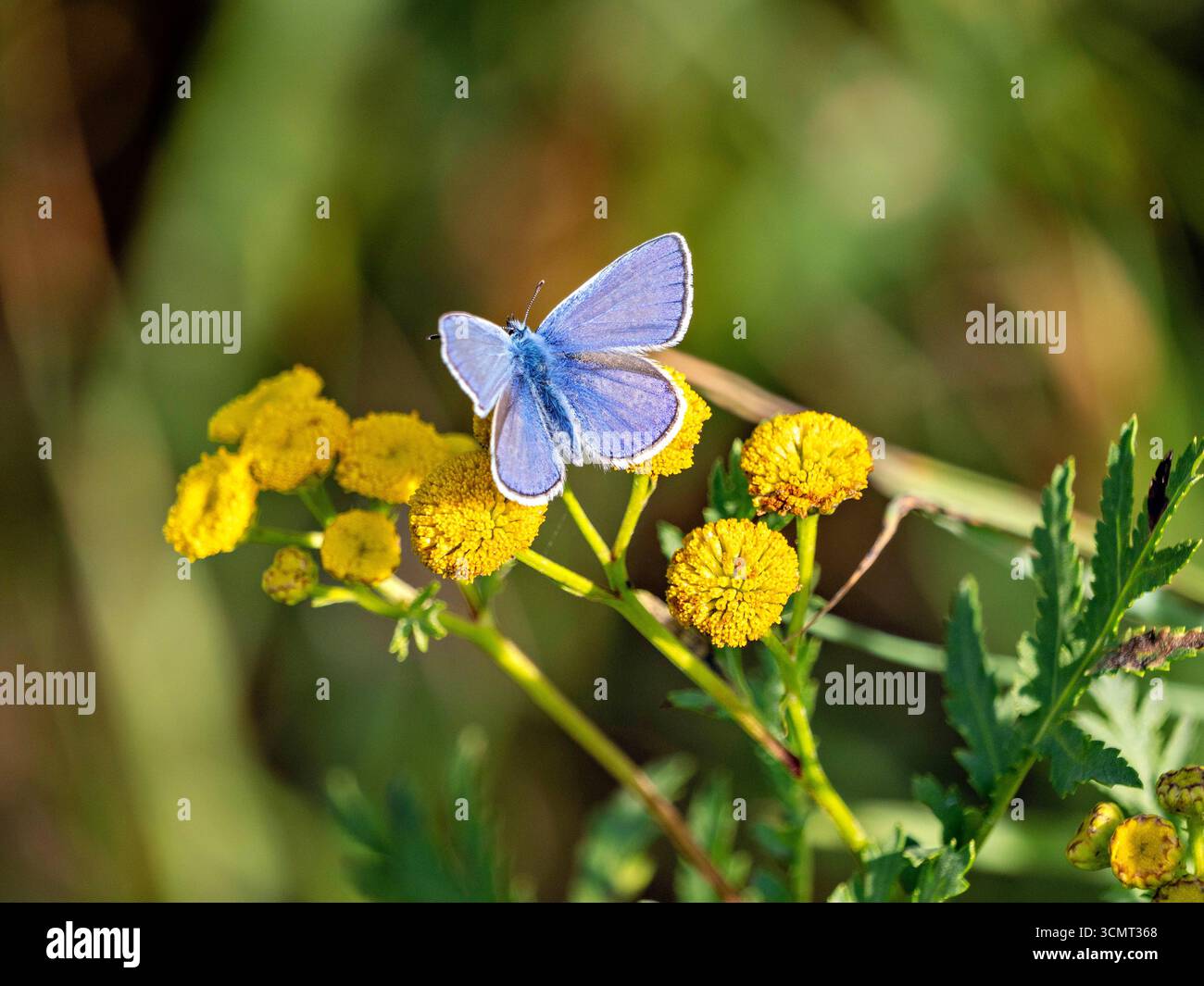 Bläuling auf einer Blüte Stockfoto