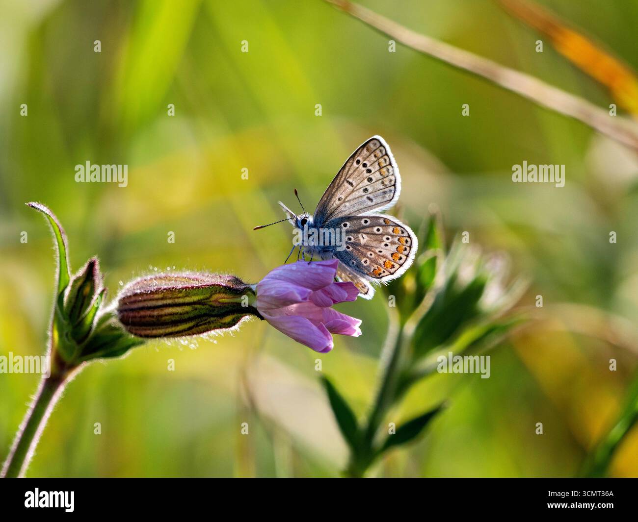 Bläuling auf einer Blüte Stockfoto