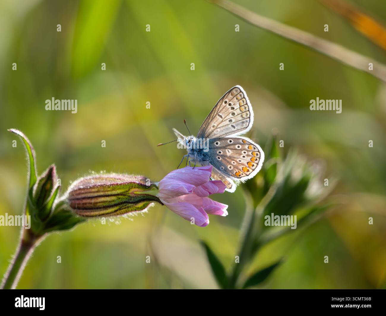 Bläuling auf einer Blüte Stockfoto
