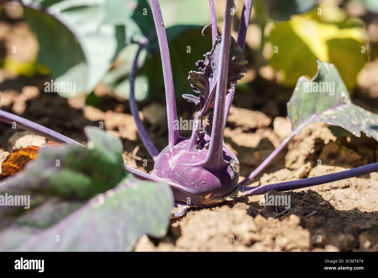 Kleiner violetter Kohlrabi oder deutscher Rübenkohl, der im Garten wächst, Nahaufnahme Stockfoto