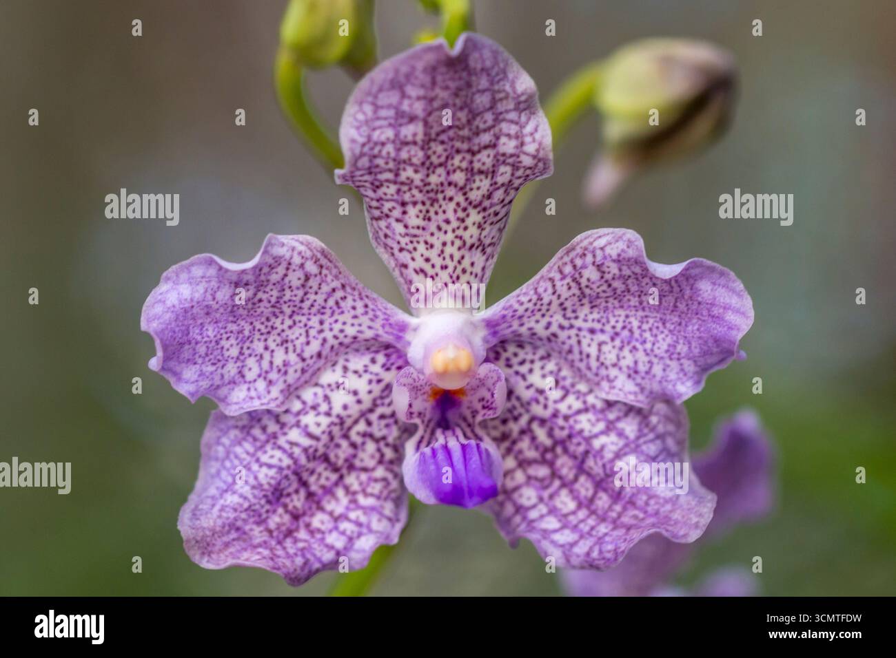 Sri Lanka - Peradeniya - Vanda Orchid (Vanda coerulea) - gefleckte violette Blüten Stockfoto