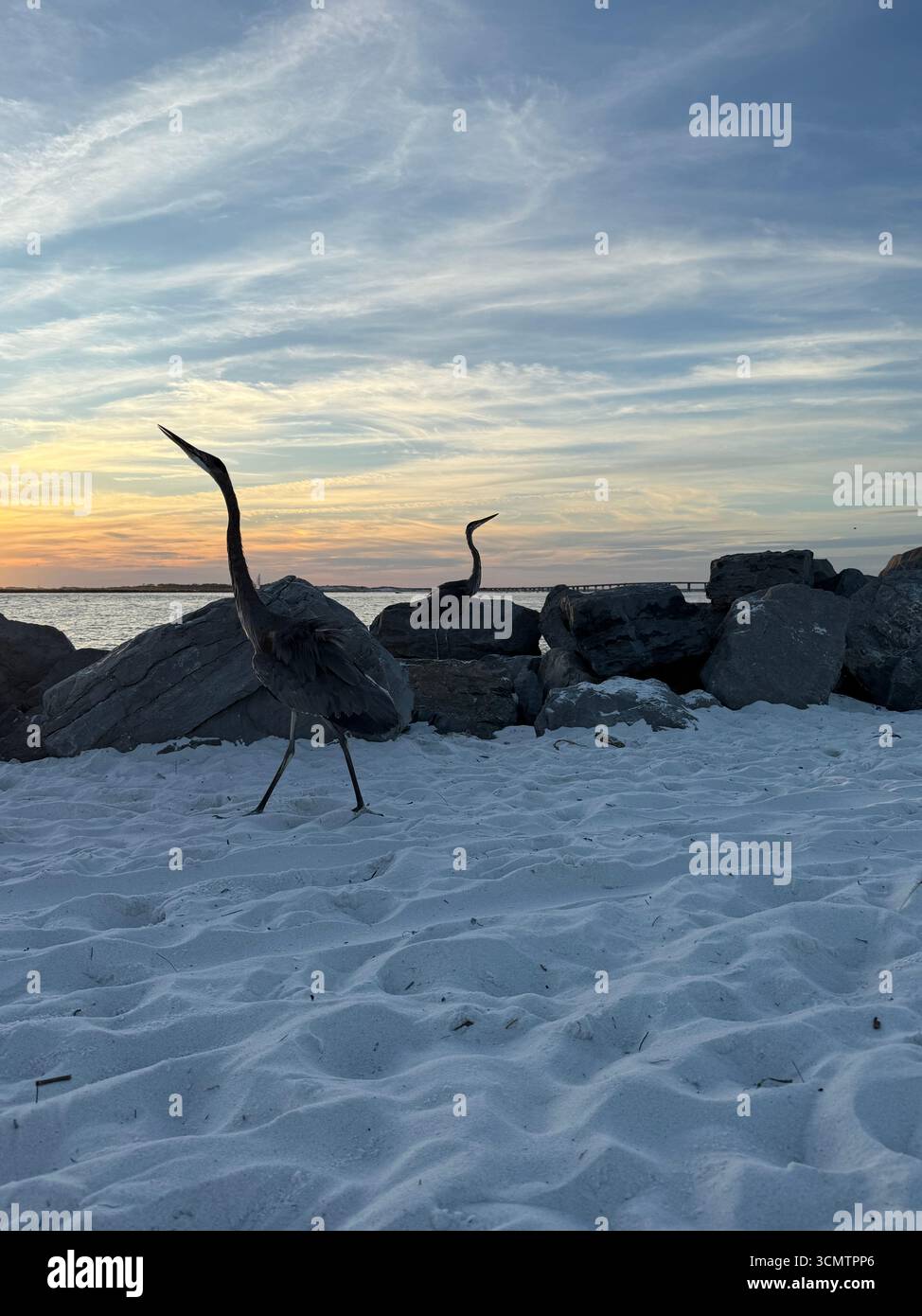 Zwei große blaue Reiher mit Sonnenuntergang am East Pass Destin, Florida - Smartphone-aufgenommenes Stockfoto