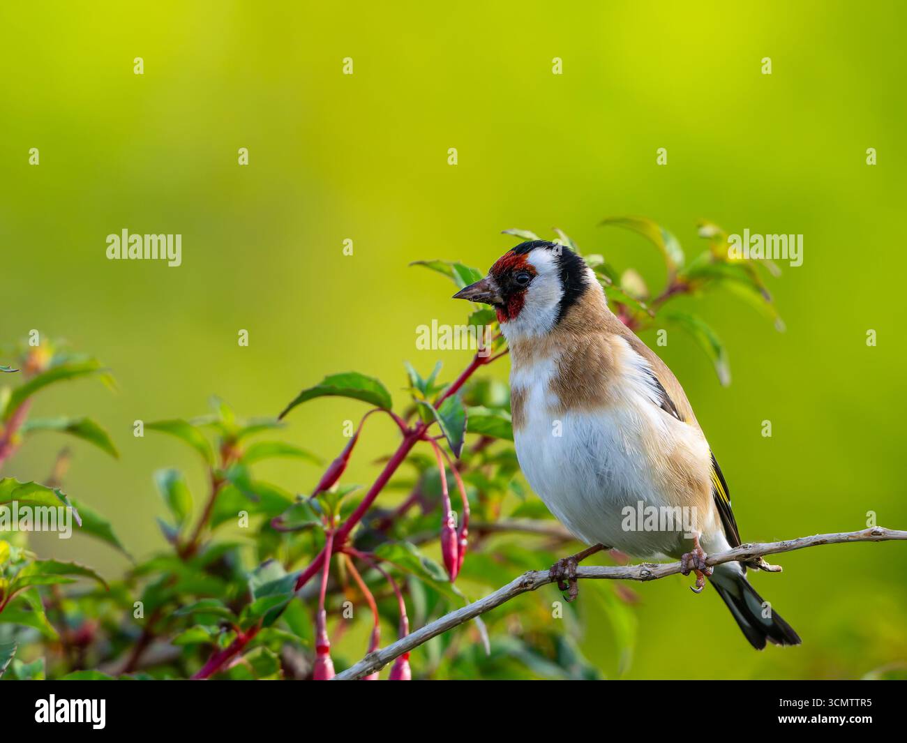 Ein europäischer Goldfink (Carduelis carduelis), der auf einem Baum thront Stockfoto