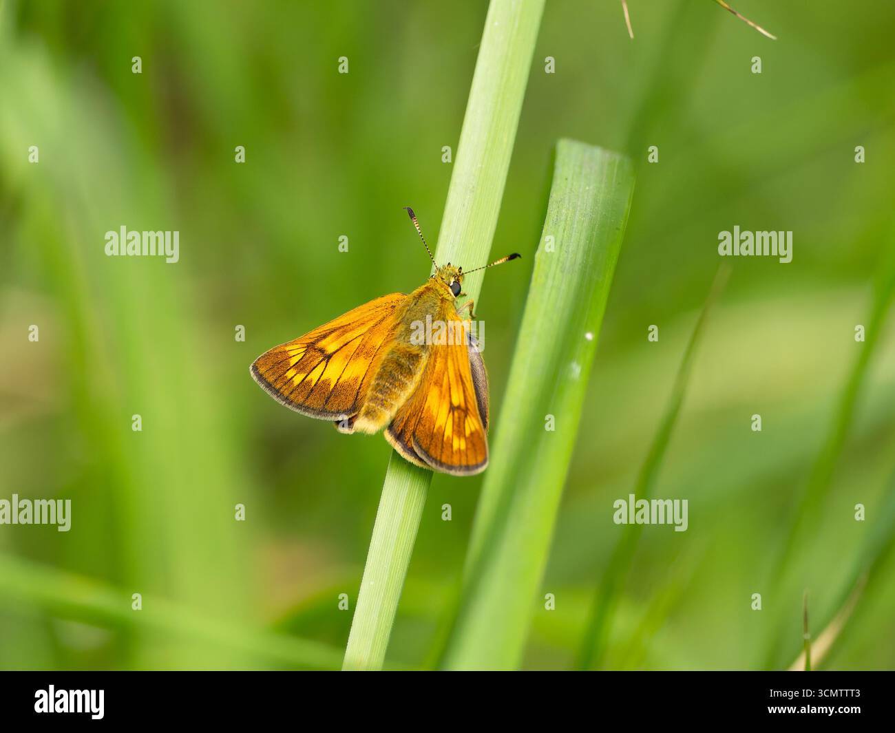 Ein großer Skipper-Schmetterling, Ochlodes sylvanus, ruht auf einem Schilf. Stockfoto
