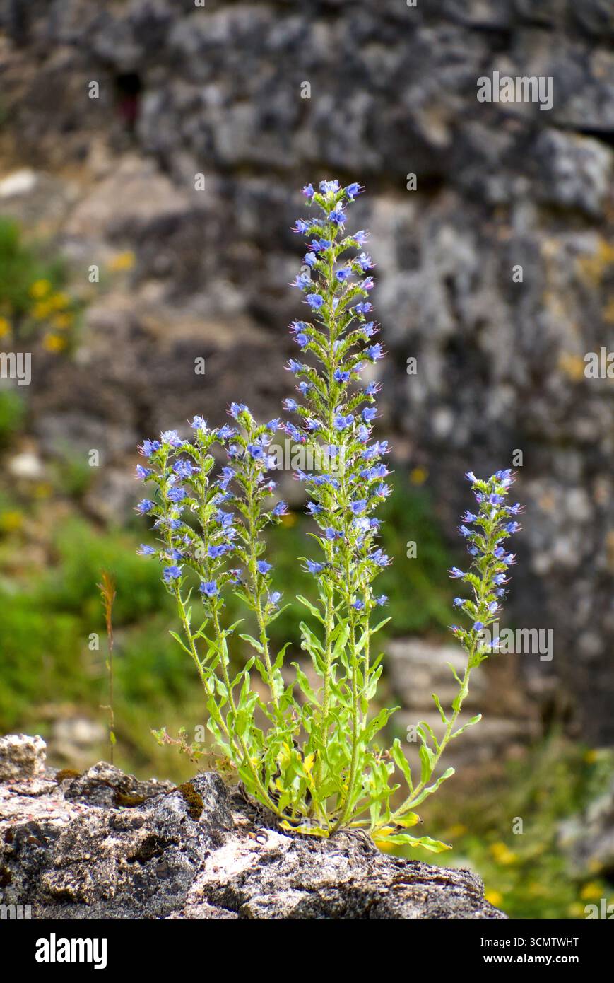 Nahaufnahme der Blüten und Blätter von Echium vulgare (Echium vulgare) in natürlicher Umgebung im Freien Stockfoto