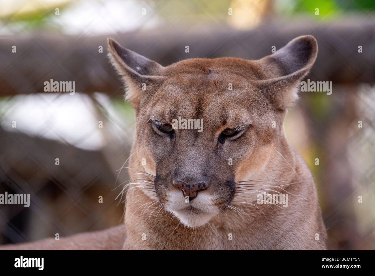 Berglöwen oder Puma concolor, die zweitgrößte Katze Südamerikas, sind auch in Nordamerika zu finden, BioPark von Bonito, Brasilien Stockfoto Berglöwen oder Puma concolor, die zweitgrößte Katze Südamerikas, sind auch in Nordamerika zu finden, BioPark von Bonito, Brasilien Stockfoto