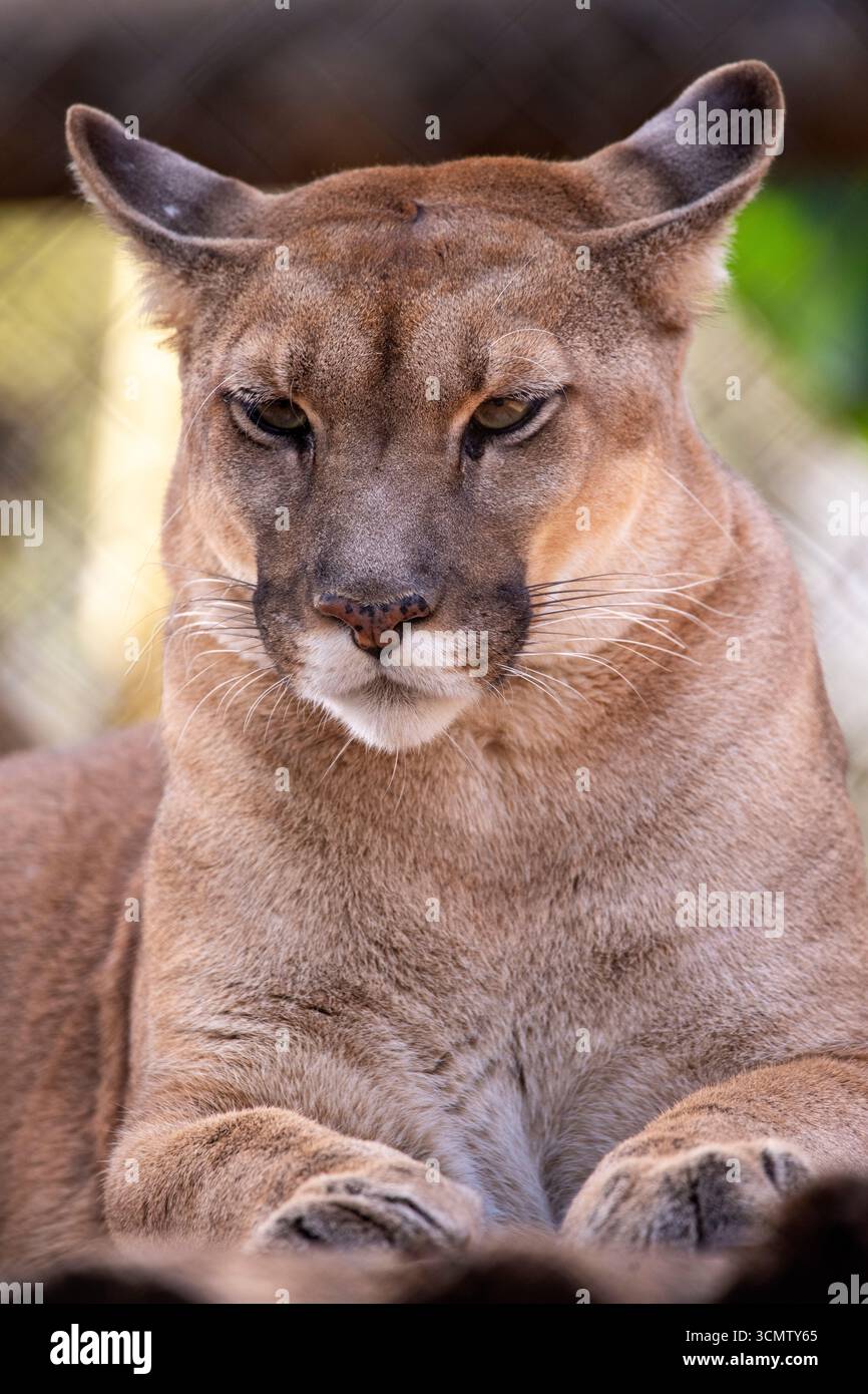 Berglöwen oder Puma concolor, die zweitgrößte Katze Südamerikas, sind auch in Nordamerika zu finden, BioPark von Bonito, Brasilien Stockfoto Berglöwen oder Puma concolor, die zweitgrößte Katze Südamerikas, sind auch in Nordamerika zu finden, BioPark von Bonito, Brasilien Stockfoto
