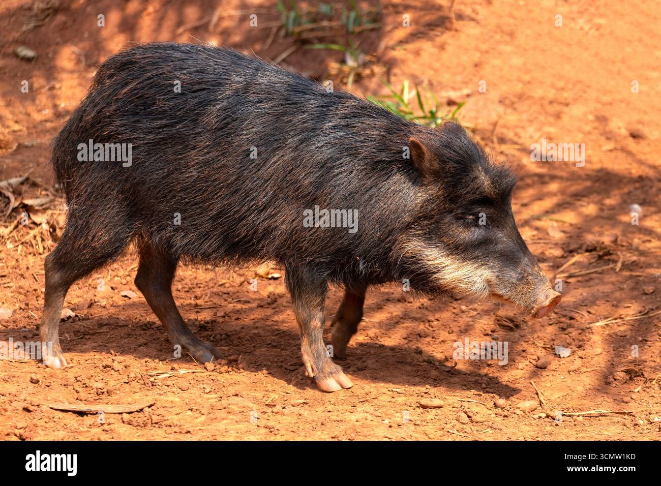 Tayassu pecari ist eine verbreitete Peccary-Art, die in Mittel- und Südamerika, Mato Grosso do Sul, Brasilien, vorkommt Stockfoto Tayassu pecari ist eine verbreitete Peccary-Art, die in Mittel- und Südamerika, Mato Grosso do Sul, Brasilien, vorkommt Stockfoto