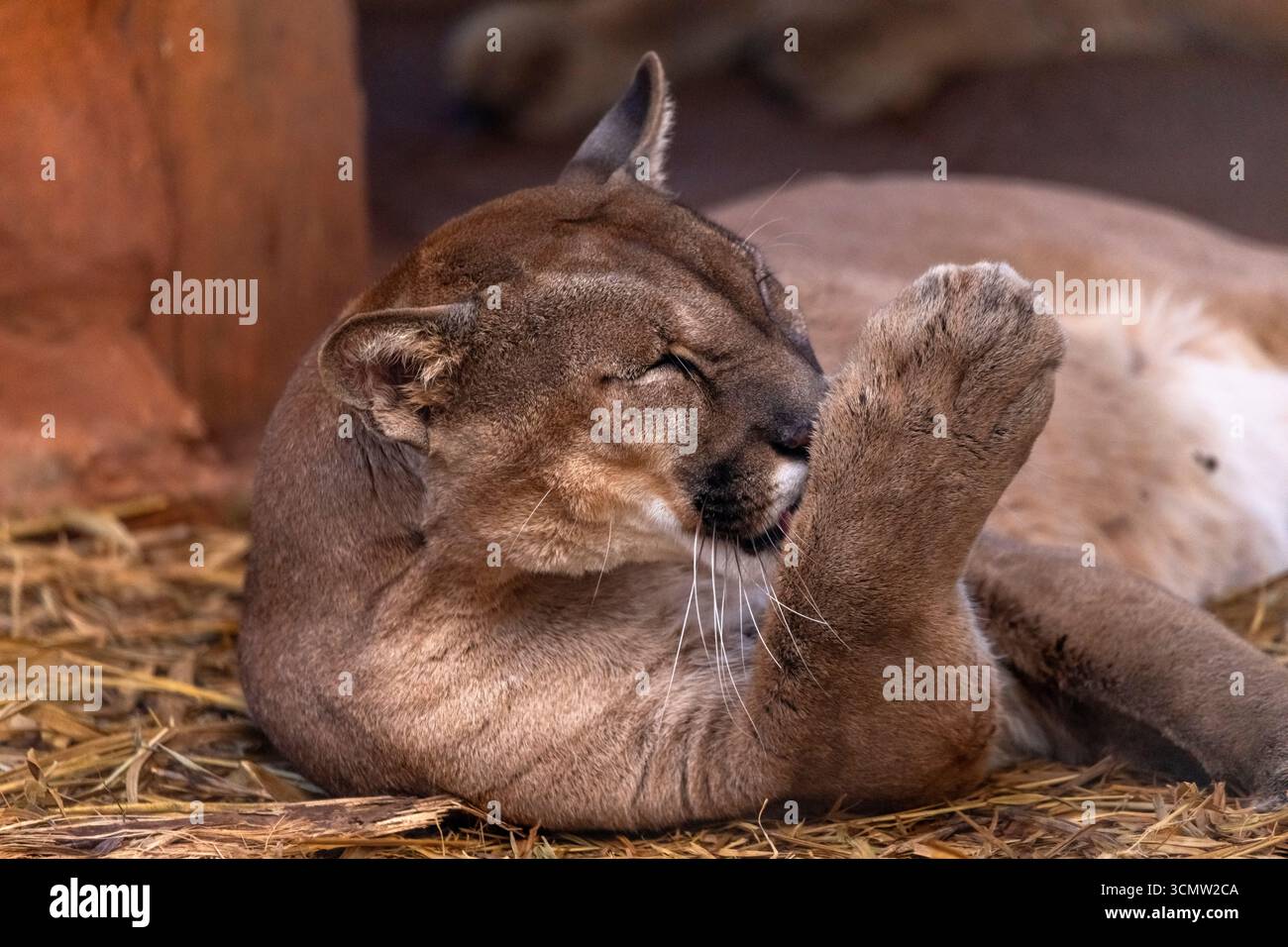 Berglöwen oder Puma concolor, die zweitgrößte Katze Südamerikas, sind auch in Nordamerika zu finden, BioPark von Bonito, Brasilien Stockfoto Berglöwen oder Puma concolor, die zweitgrößte Katze Südamerikas, sind auch in Nordamerika zu finden, BioPark von Bonito, Brasilien Stockfoto