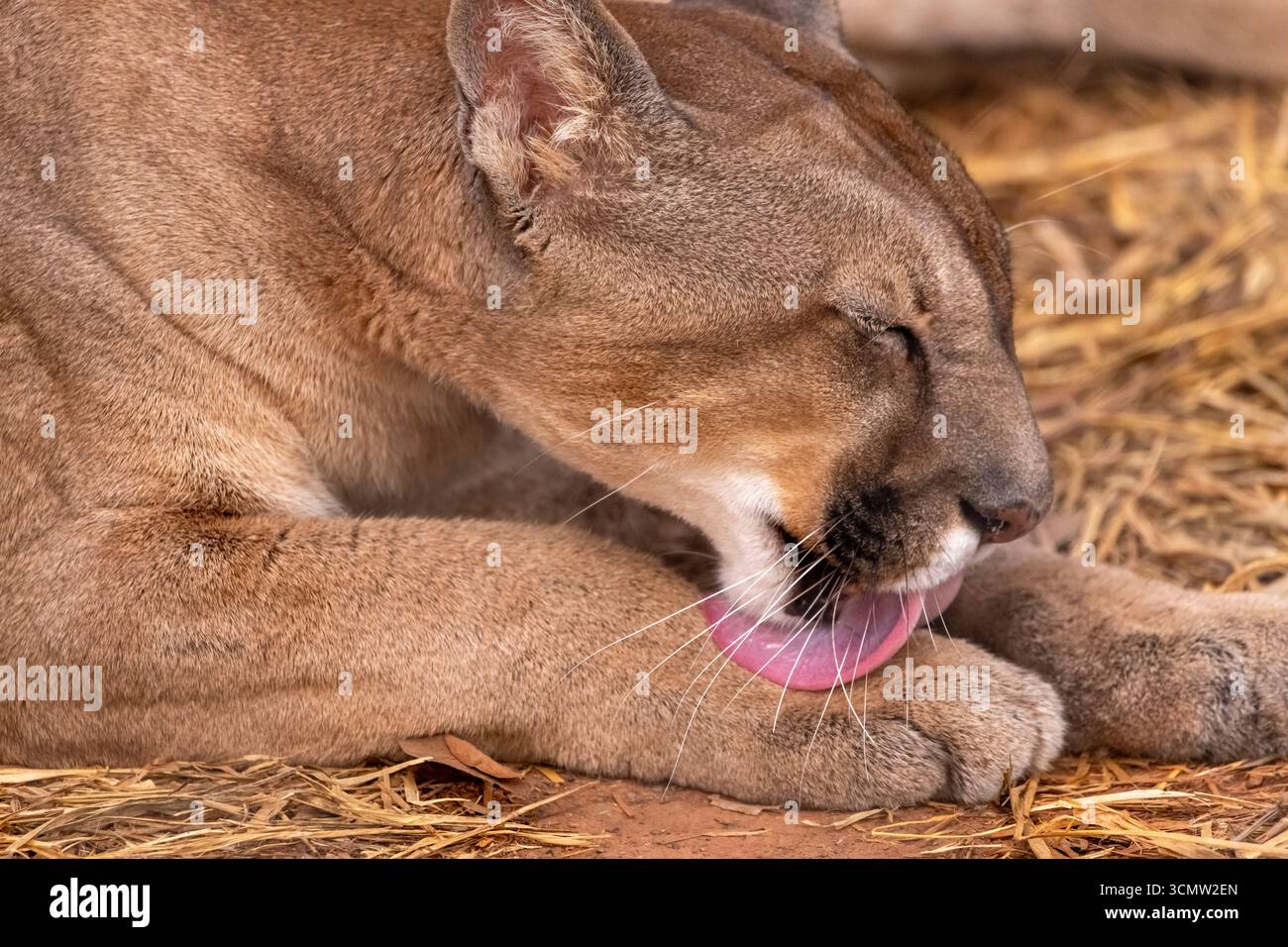 Berglöwen oder Puma concolor, die zweitgrößte Katze Südamerikas, sind auch in Nordamerika zu finden, BioPark von Bonito, Brasilien Stockfoto Berglöwen oder Puma concolor, die zweitgrößte Katze Südamerikas, sind auch in Nordamerika zu finden, BioPark von Bonito, Brasilien Stockfoto