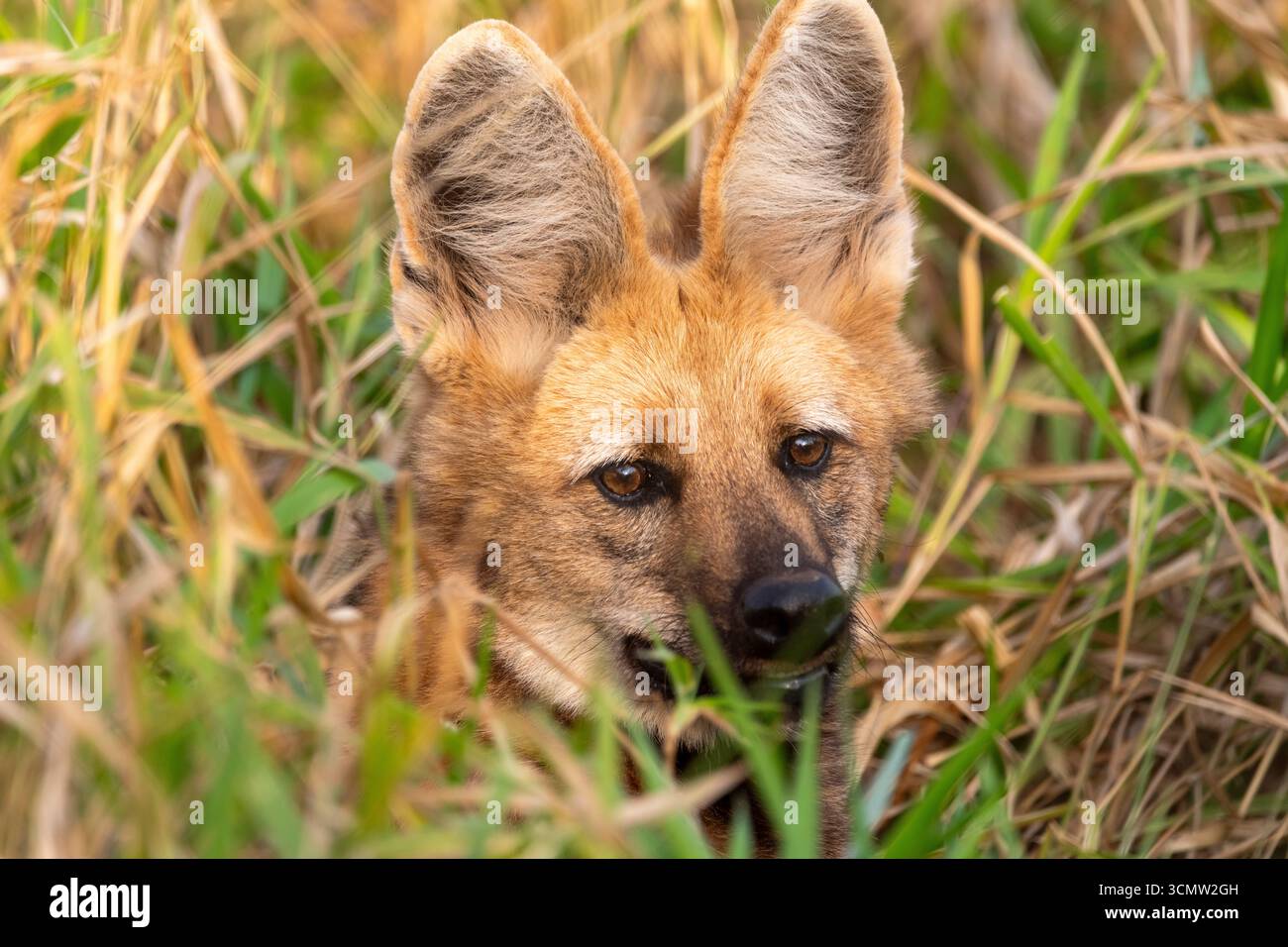Der Mähnenwolf (Chrysocyon brachyurus), der größte Kanid Südamerikas, lange Beine sind eine Anpassung, die es dem Tier ermöglicht, über hohem Gras, Brasilien, zu sehen Stockfoto Der Mähnenwolf (Chrysocyon brachyurus), der größte Kanid Südamerikas, lange Beine sind eine Anpassung, die es dem Tier ermöglicht, über hohem Gras, Brasilien, zu sehen Stockfoto