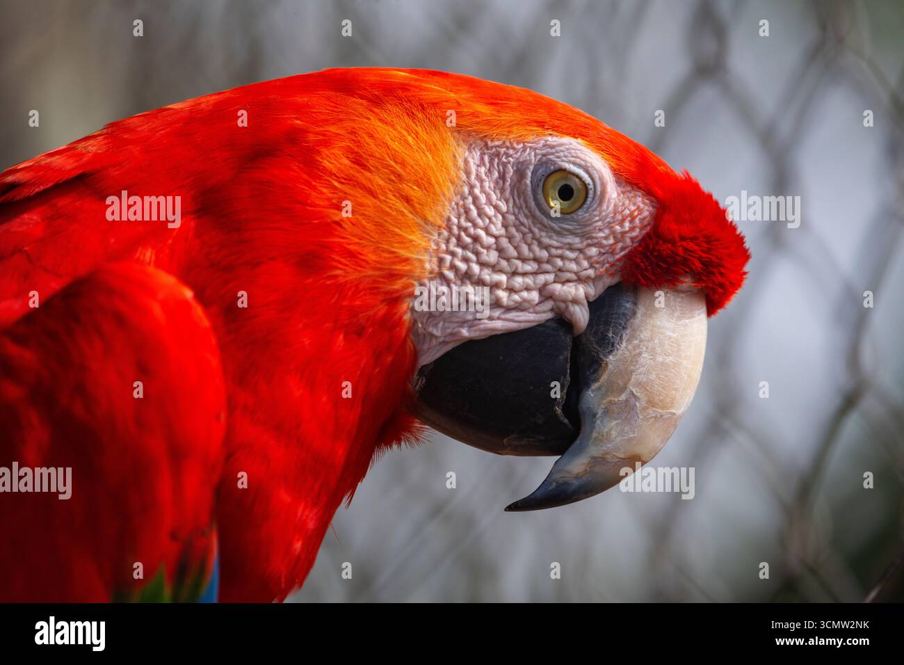 Ara macao (Ara macao) ist ein wunderschöner Vogel in vielen Regionen Brasiliens, Mato Grosso do Sul, Brasilien Stockfoto Ara macao (Ara macao) ist ein wunderschöner Vogel in vielen Regionen Brasiliens, Mato Grosso do Sul, Brasilien Stockfoto