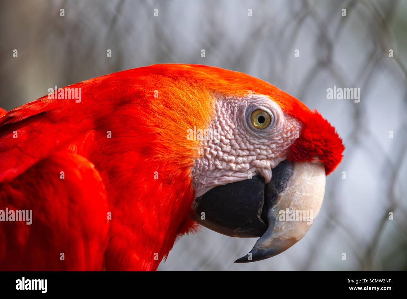 Ara macao (Ara macao) ist ein wunderschöner Vogel in vielen Regionen Brasiliens, Mato Grosso do Sul, Brasilien Stockfoto Ara macao (Ara macao) ist ein wunderschöner Vogel in vielen Regionen Brasiliens, Mato Grosso do Sul, Brasilien Stockfoto
