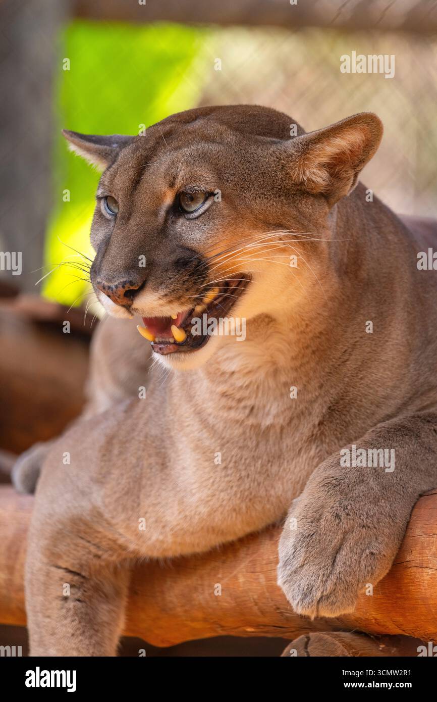 Berglöwen oder Puma concolor, die zweitgrößte Katze Südamerikas, sind auch in Nordamerika zu finden, BioPark von Bonito, Brasilien Stockfoto Berglöwen oder Puma concolor, die zweitgrößte Katze Südamerikas, sind auch in Nordamerika zu finden, BioPark von Bonito, Brasilien Stockfoto