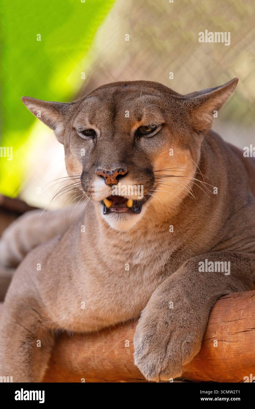 Berglöwen oder Puma concolor, die zweitgrößte Katze Südamerikas, sind auch in Nordamerika zu finden, BioPark von Bonito, Brasilien Stockfoto Berglöwen oder Puma concolor, die zweitgrößte Katze Südamerikas, sind auch in Nordamerika zu finden, BioPark von Bonito, Brasilien Stockfoto