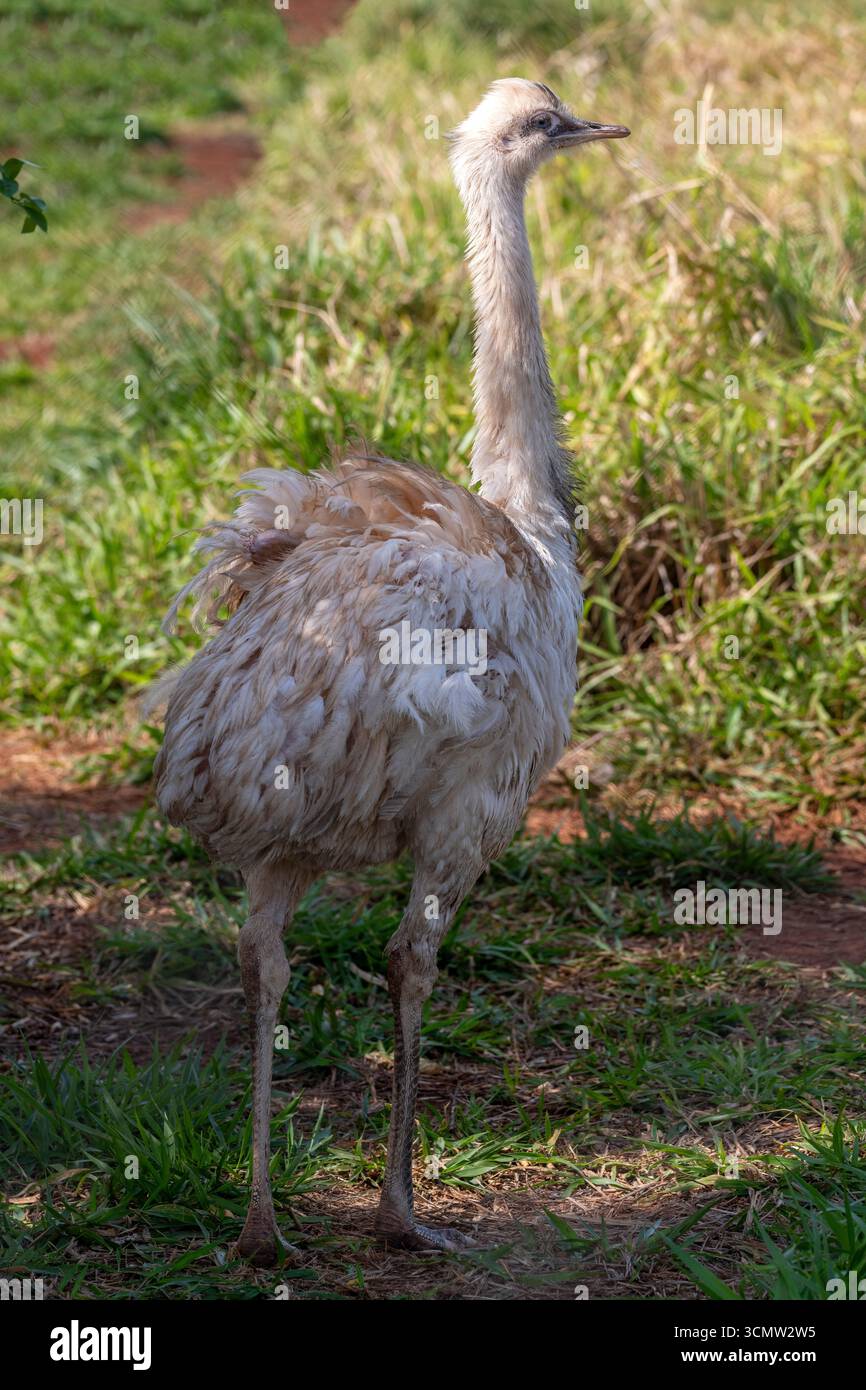 Albino brazilian rhea (Greater rhea) ist der größte Vogel Südamerikas, Mato Grosso do Sul, Brasilien Stockfoto Albino brazilian rhea (Greater rhea) ist der größte Vogel Südamerikas, Mato Grosso do Sul, Brasilien Stockfoto