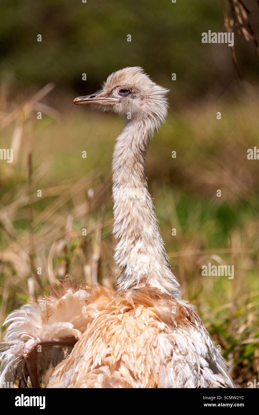 Albino brazilian rhea (Greater rhea) ist der größte Vogel Südamerikas, Mato Grosso do Sul, Brasilien Stockfoto Albino brazilian rhea (Greater rhea) ist der größte Vogel Südamerikas, Mato Grosso do Sul, Brasilien Stockfoto